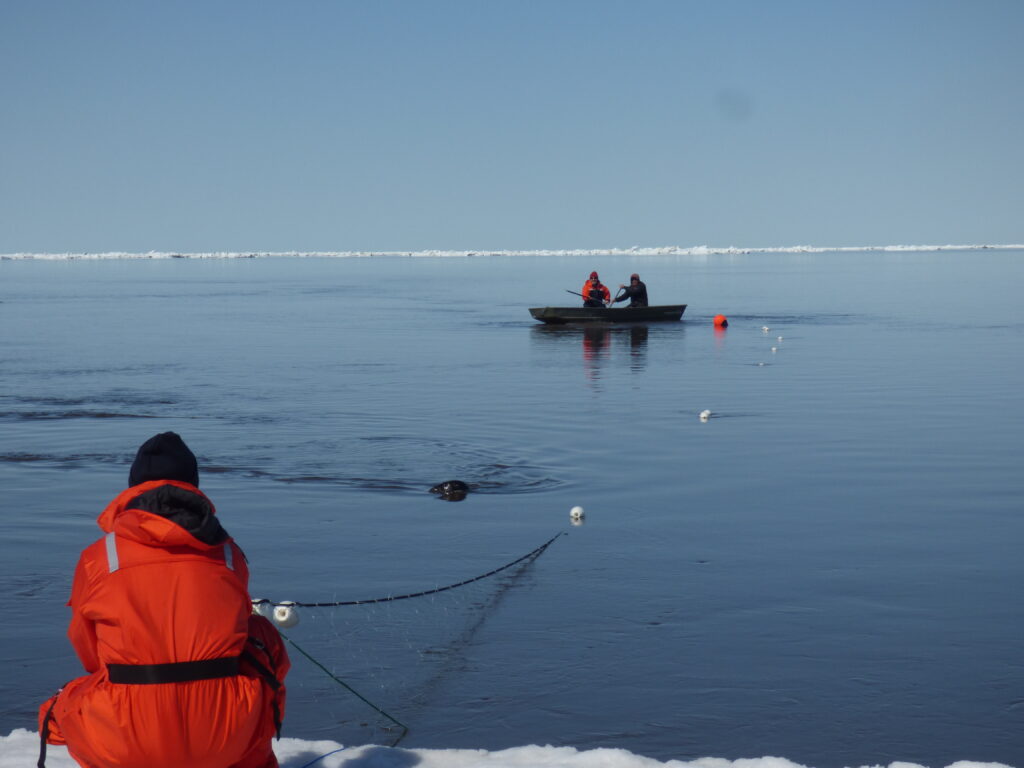 Studying Harbor Seals in Churchill, MB Studying Harbor Seals in Churchill, MB